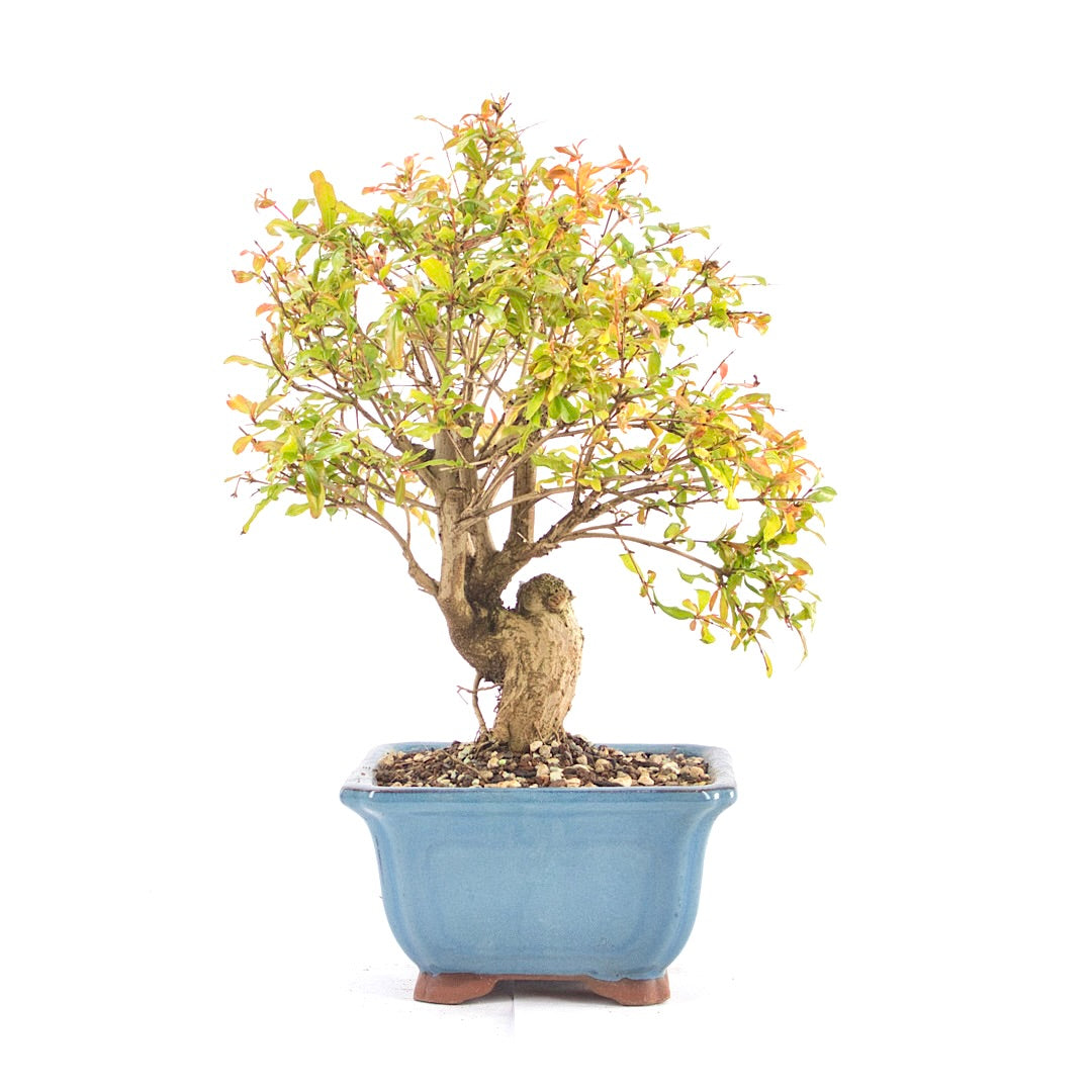 Granatapfel 'Punica granatum'